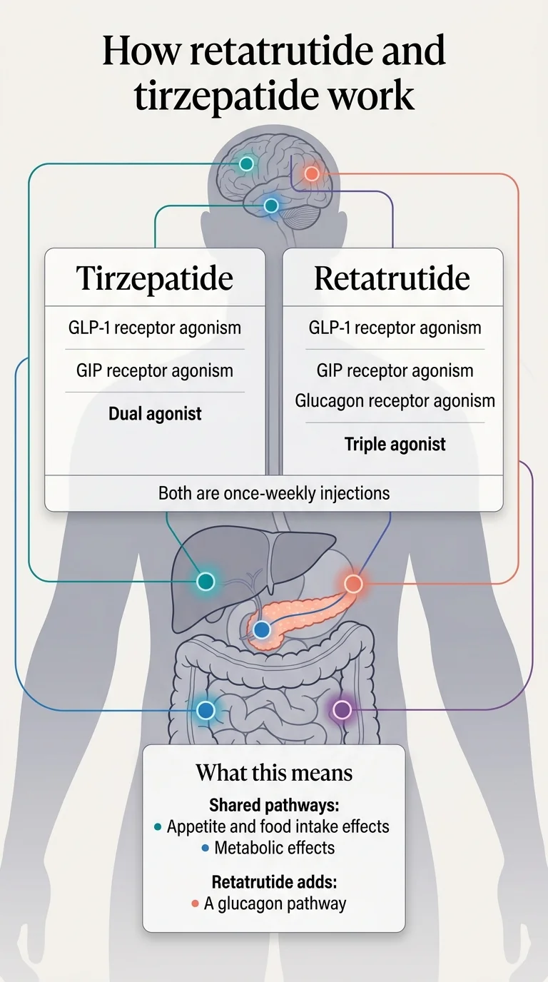 How retatrutide and tirzepatide work — tirzepatide is a dual agonist activating GLP-1 and GIP receptors; retatrutide is a triple agonist adding glucagon receptor activation. Both are once-weekly injections with shared pathways for appetite control and metabolic effects. Retatrutide adds a glucagon pathway for enhanced fat burning.