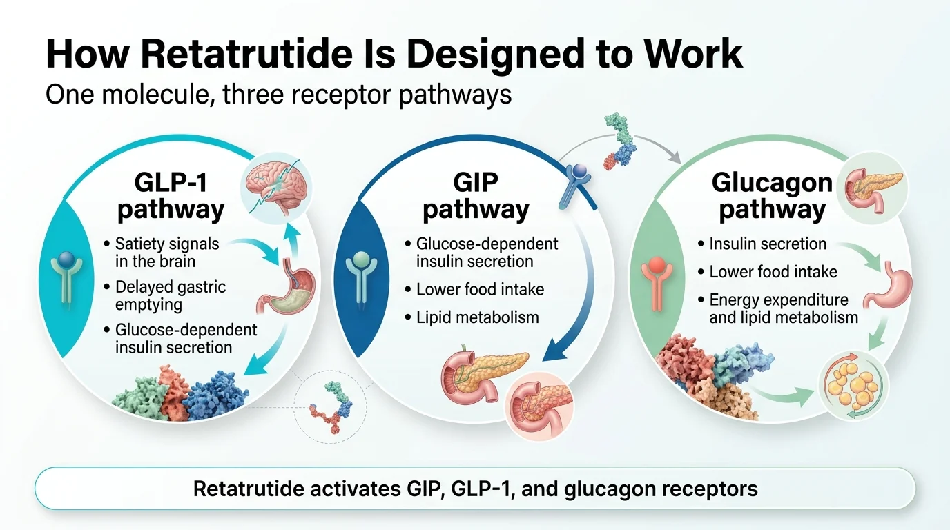 How retatrutide is designed to work: one molecule activates three receptor pathways — GLP-1 for satiety signals and delayed gastric emptying, GIP for insulin secretion and lipid metabolism, and glucagon for energy expenditure and fat breakdown